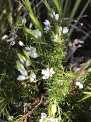 Diosma hirsuta