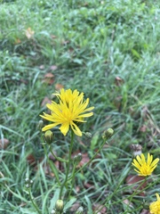 Crepis