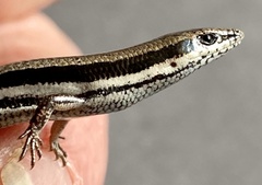 Lerista microtis microtis