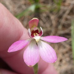 Caladenia pusilla