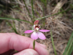 Caladenia pusilla