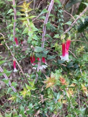 Epacris longiflora