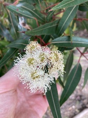 Angophora costata