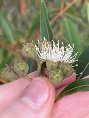 Angophora costata