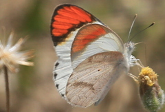 Colotis euippe