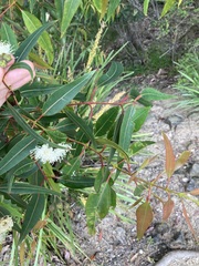 Angophora costata