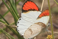 Colotis euippe