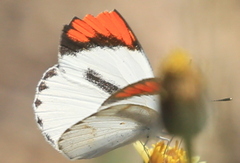 Colotis euippe