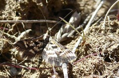Diasemia grammalis