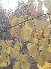 Celastrus orbiculatus