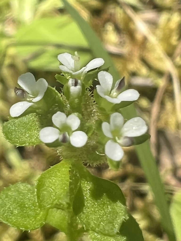 Slender Stylewort