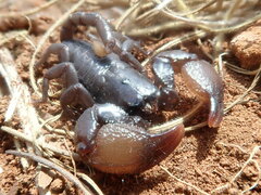 Scorpionoidea