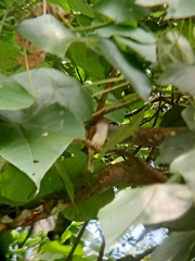 Rubigula erythropthalmos