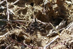 Diasemia grammalis