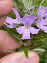 Westringia fruticosa