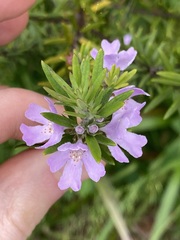 Westringia fruticosa