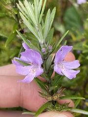 Westringia fruticosa