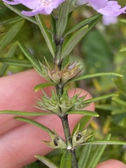 Westringia fruticosa