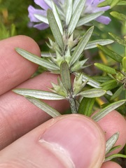 Westringia fruticosa