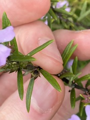 Westringia fruticosa