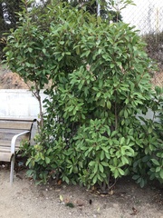 Photinia serrulata