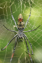 Trichonephila inaurata madagascariensis