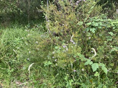 Westringia fruticosa