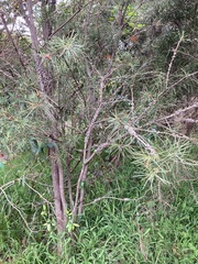 Melaleuca linearis