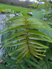 Zanthoxylum ailanthoides