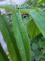 Zanthoxylum ailanthoides