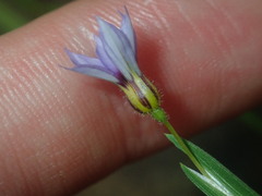 Sisyrinchium rosulatum