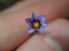Sisyrinchium rosulatum