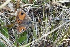 Argyrophenga antipodum