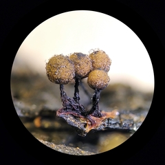 Cribraria macrocarpa