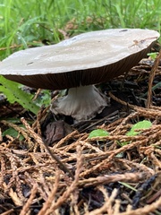 Agaricus hondensis