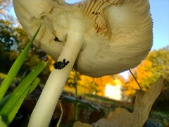 Volvopluteus gloiocephalus