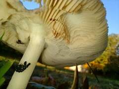 Volvopluteus gloiocephalus