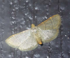 Hypsopygia nonusalis