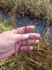 Alisma plantago-aquatica