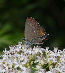 Satyrium spini