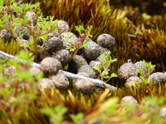 Homalosciadium homalocarpum