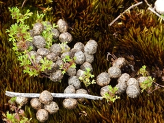 Homalosciadium homalocarpum