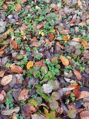 Pyrola asarifolia