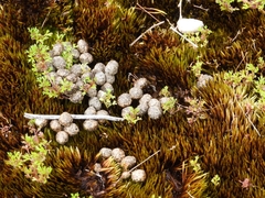 Homalosciadium homalocarpum