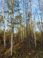 Betula platyphylla
