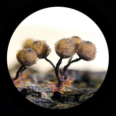 Cribraria macrocarpa