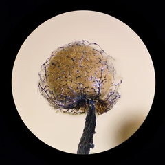 Cribraria macrocarpa