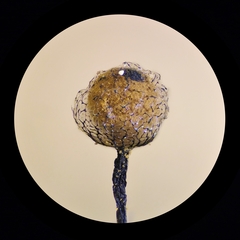 Cribraria macrocarpa