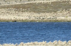 Podiceps cristatus australis