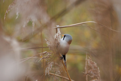 Panurus biarmicus